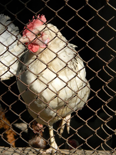 高压逼抢和 高压逼抢和