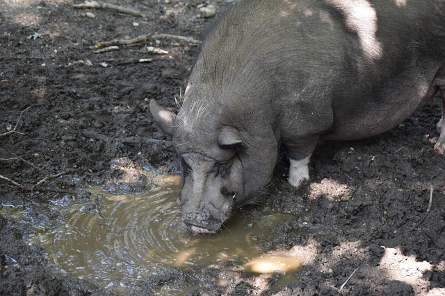 科林斯的全 科林斯的全